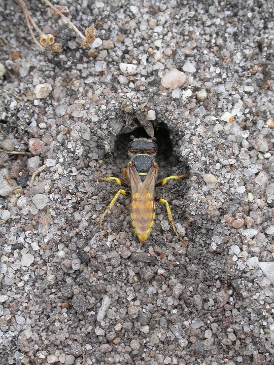 Bee wolf at hole - A.jpg - Bee wolf - Dorset